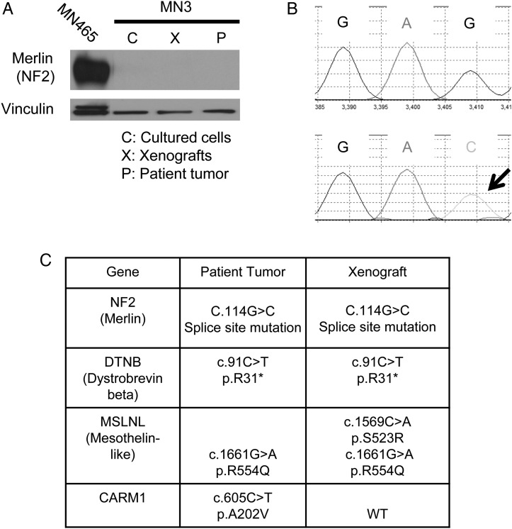 Fig. 2.