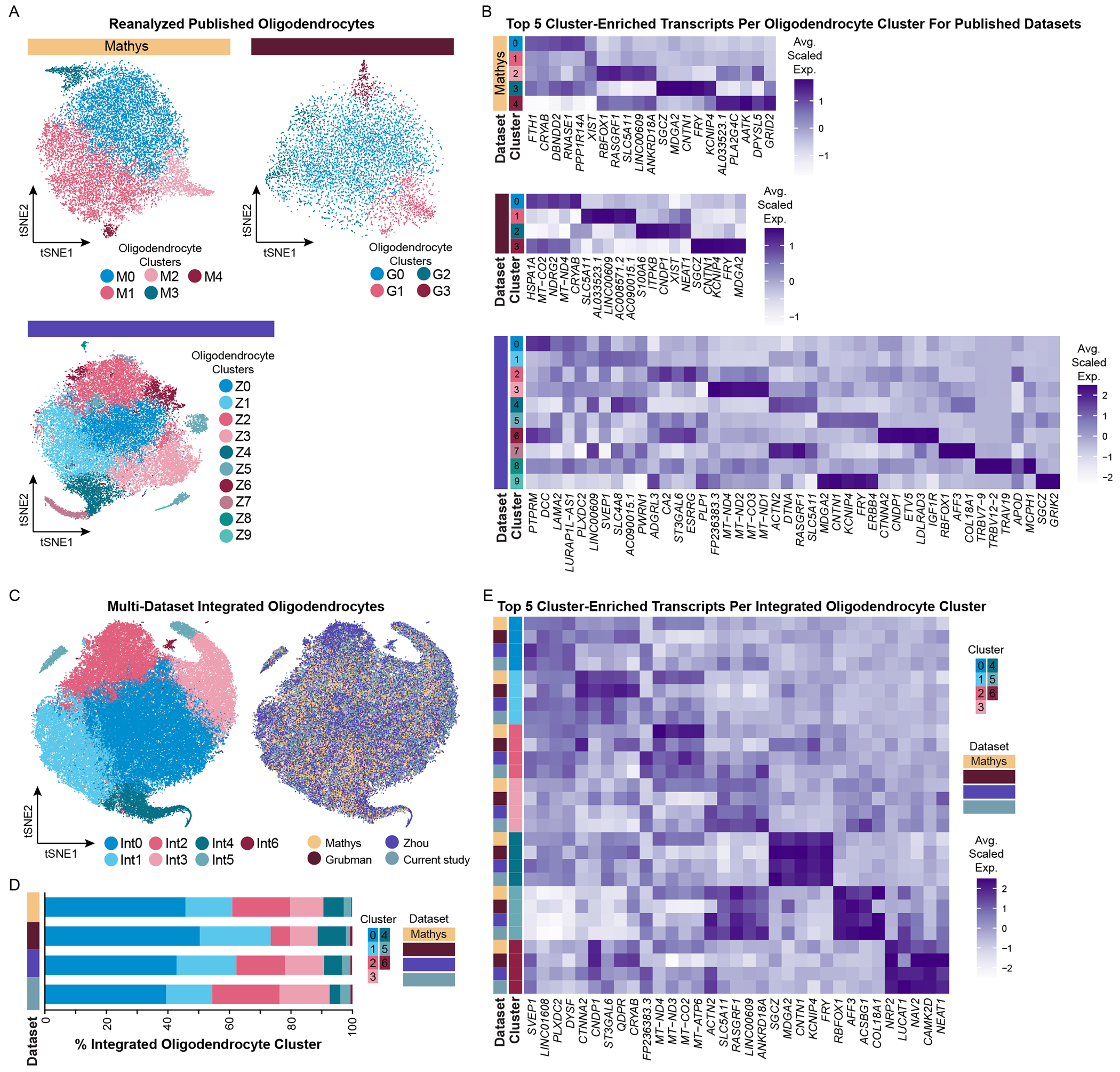 Integration of oligodendrocytes from multiple datasets reveals consistent identification of oligodendrocyte subtypes.