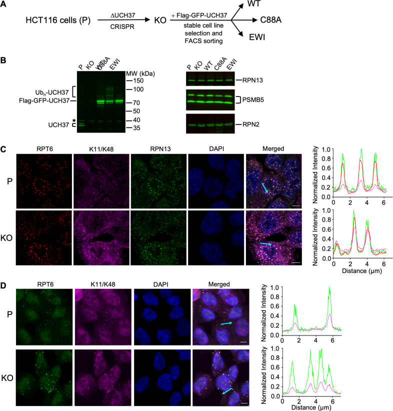 Figure 5—figure supplement 1.