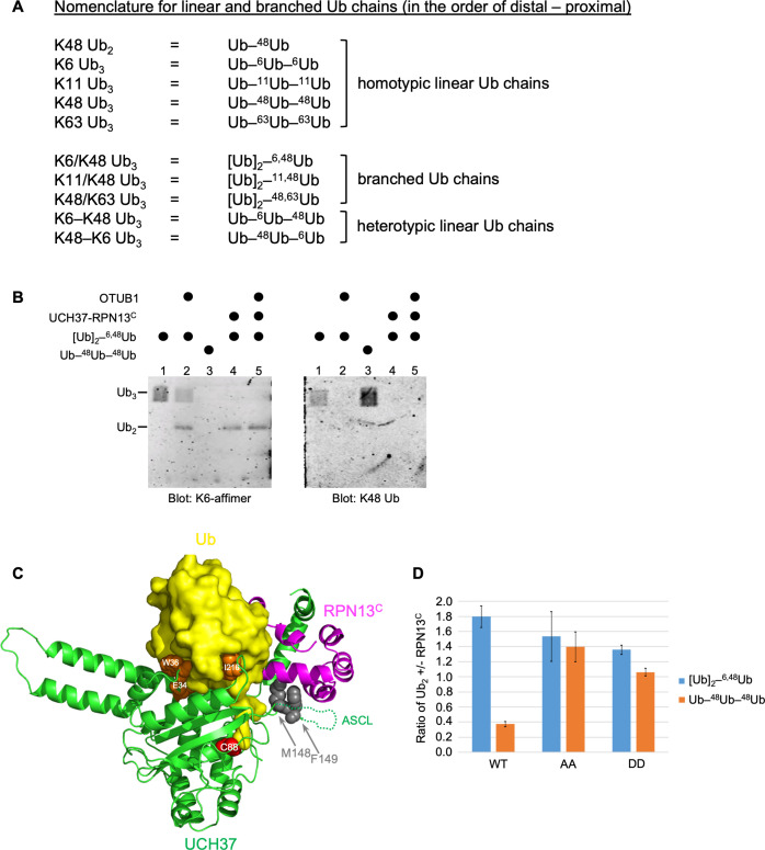 Figure 1—figure supplement 1.