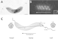 FIG 1