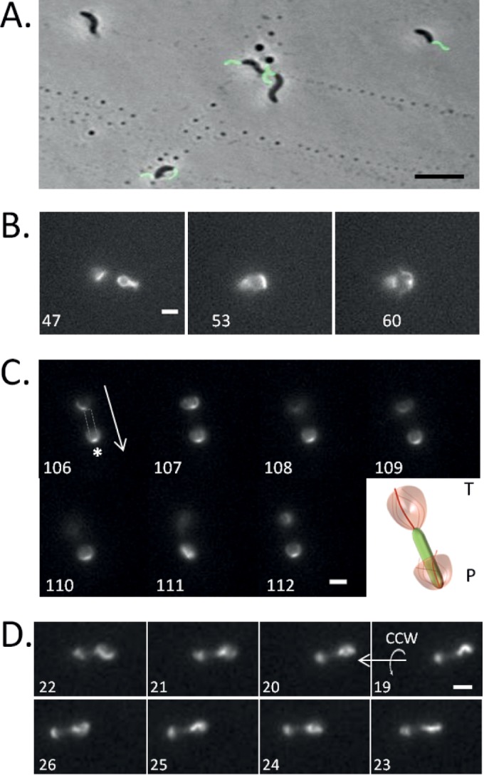 FIG 2