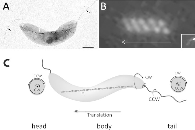 FIG 1