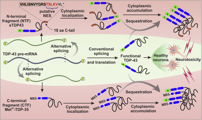 Figure 3