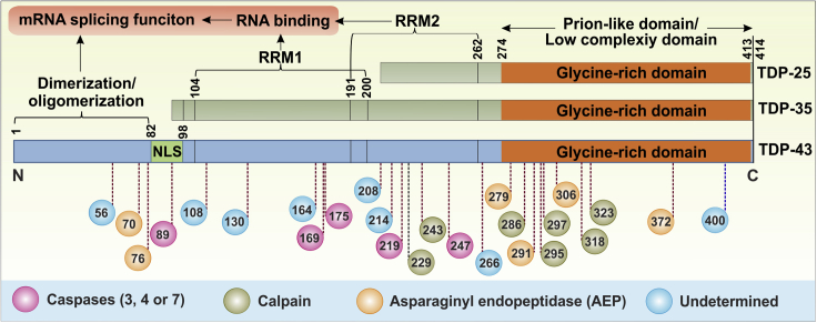 Figure 2