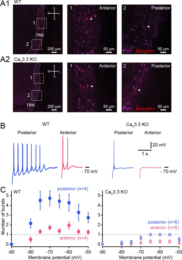 Figure 2—figure supplement 1.