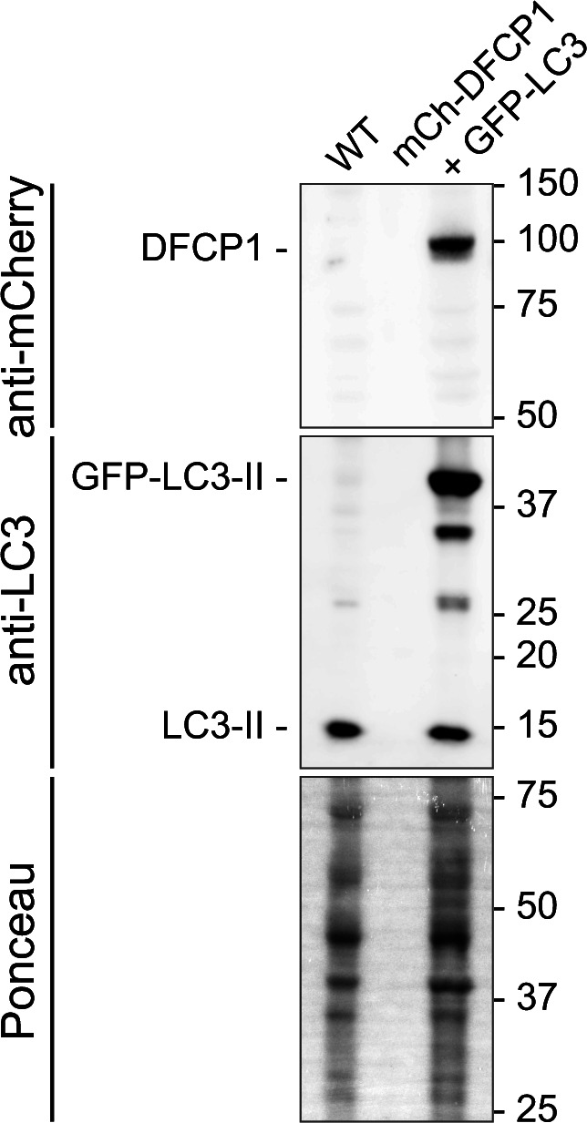 Figure S1.