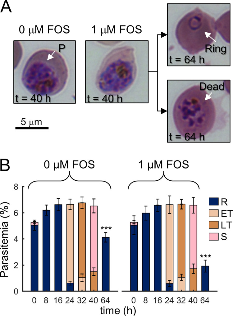 FIG 1