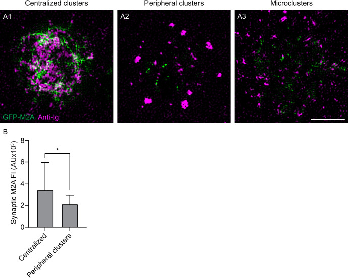 Figure 7—figure supplement 1.