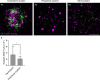 Figure 7—figure supplement 1.