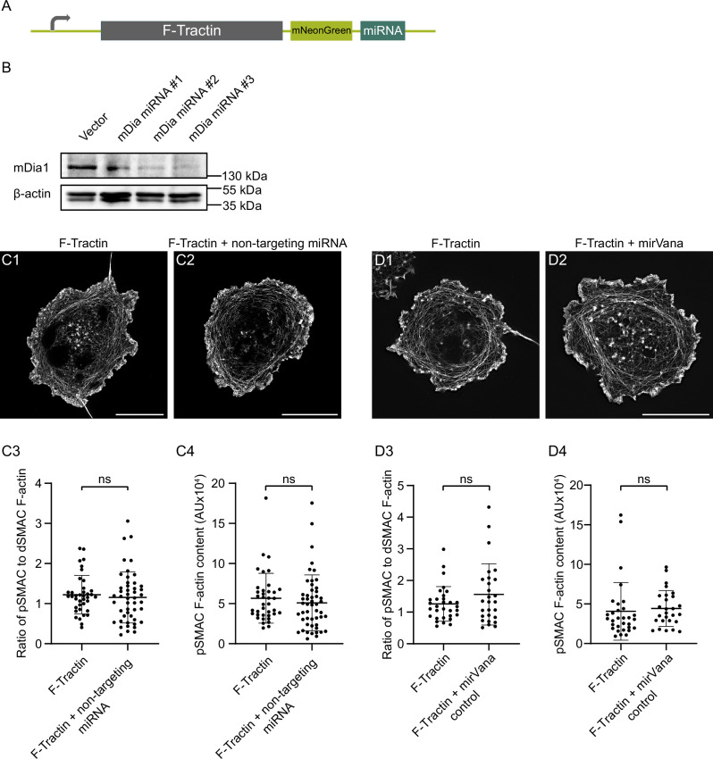 Figure 2—figure supplement 1.