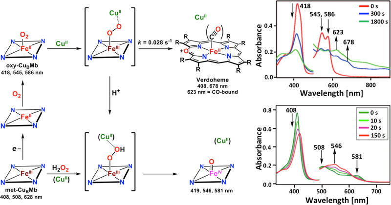 Figure 142.