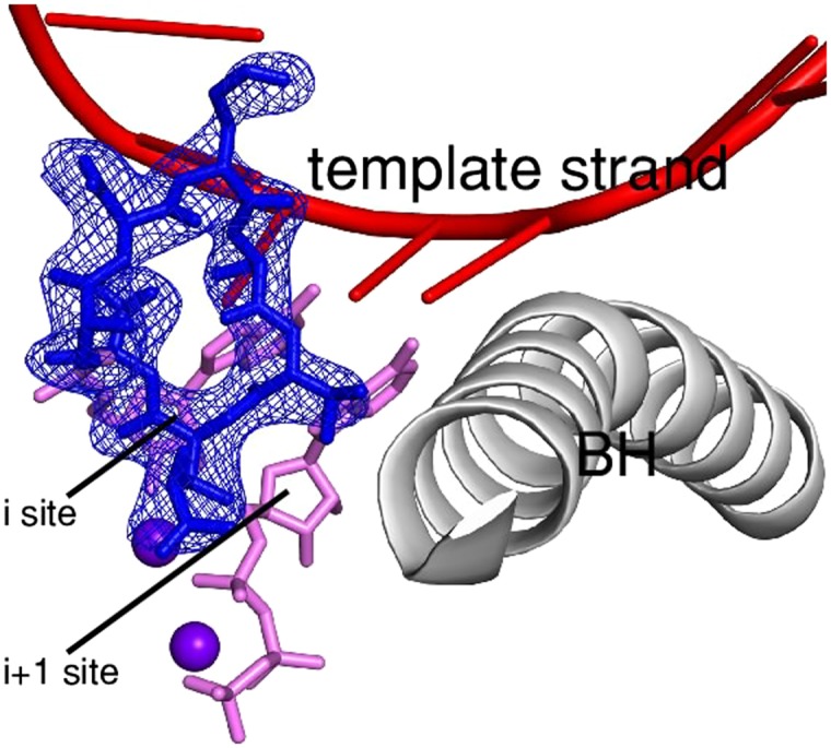 Figure 5—figure supplement 1.