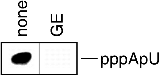 Figure 1—figure supplement 1.