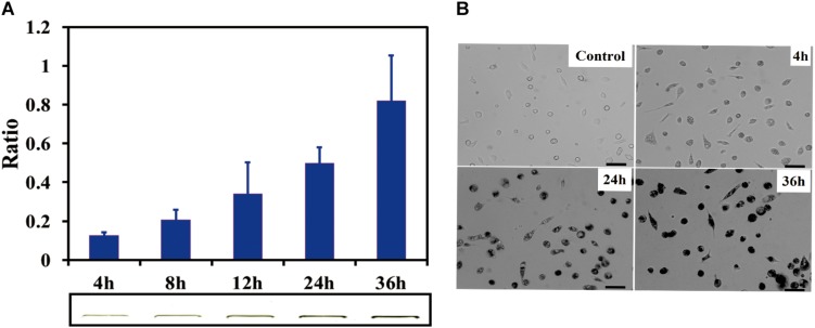 FIGURE 2