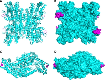 Fig 20