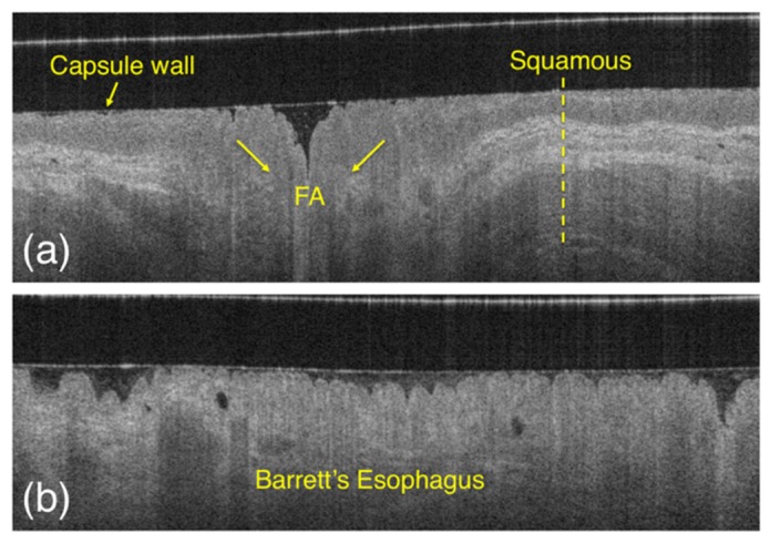 Fig. 8