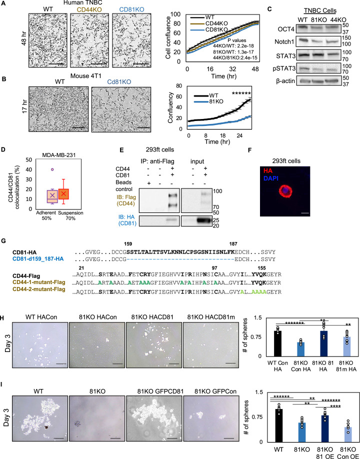 Figure 1—figure supplement 2.