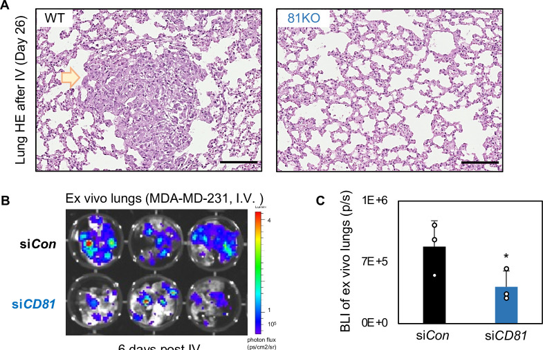 Figure 6—figure supplement 1.