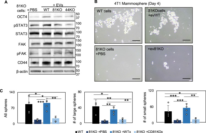 Figure 3—figure supplement 3.