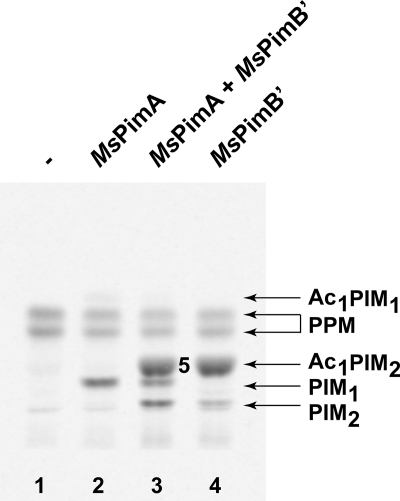 FIGURE 4.