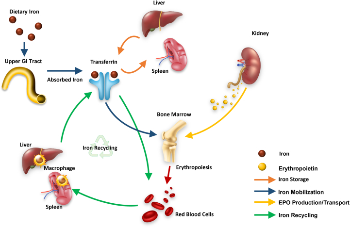 Figure 1