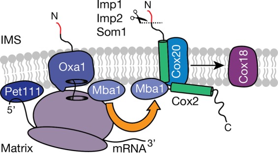 FIG 6