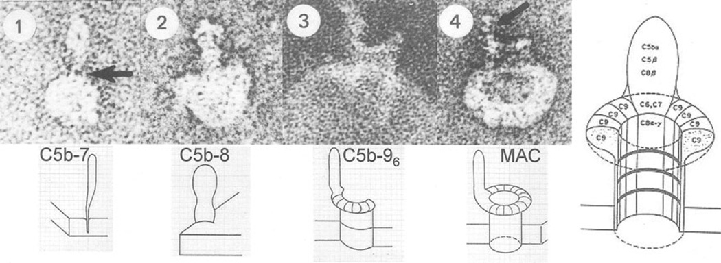 Fig. 5