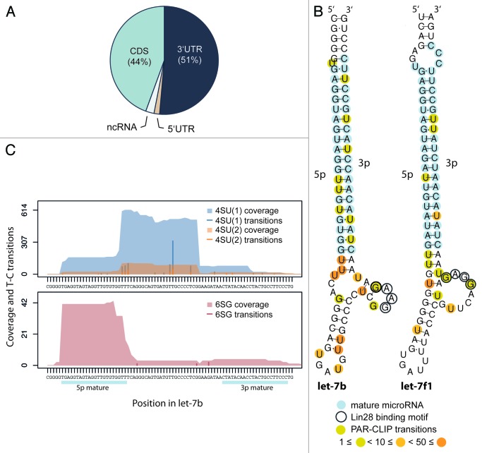 graphic file with name rna-10-1146-g2.jpg