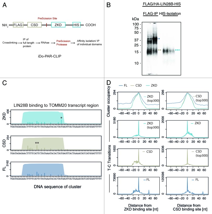 graphic file with name rna-10-1146-g4.jpg