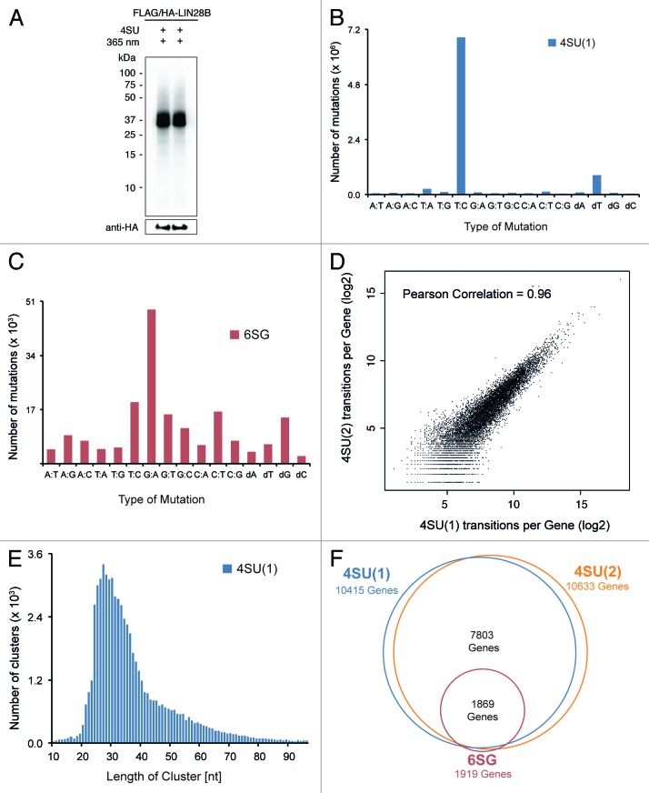 graphic file with name rna-10-1146-g1.jpg