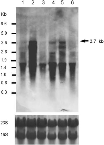 Figure 6