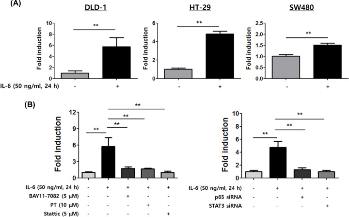 Lipocalin 2 potentially contributes to tumorigenesis from colitis via ...