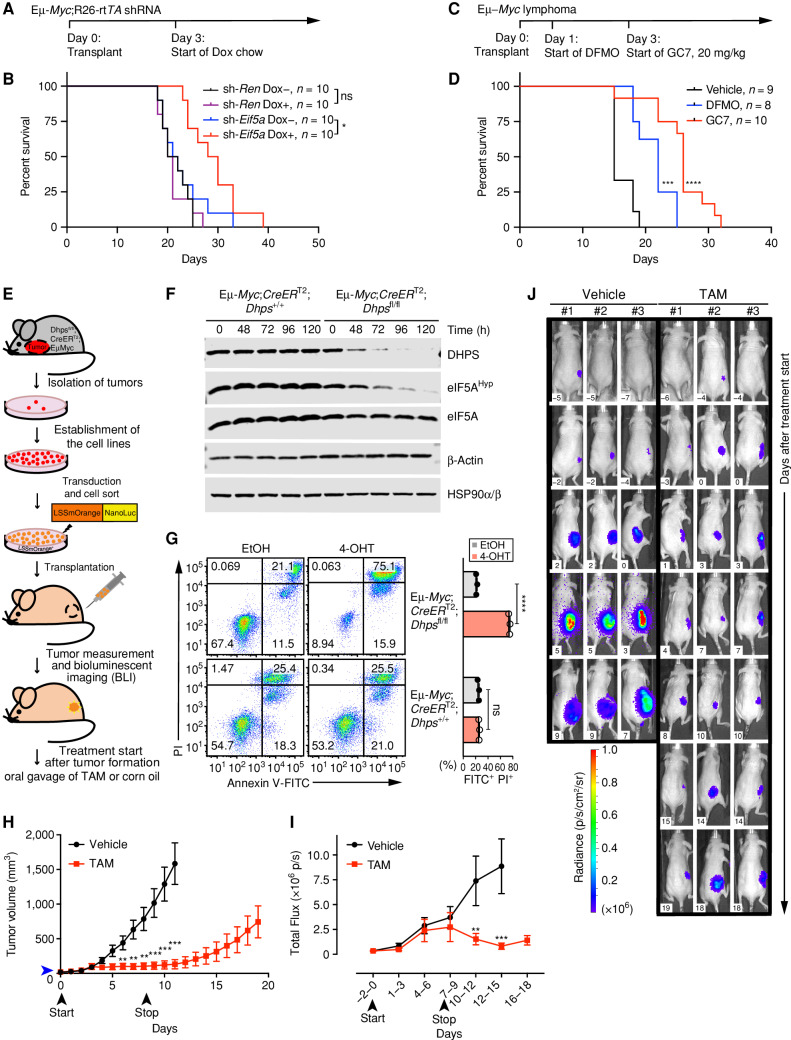 Figure 3. Hypusinated eIF5A is necessary for the growth and maintenance of Myc-driven lymphoma. A, Experimental design of lymphoma transplant studies; B, Kaplan–Meier survival curves of mice transplanted i.v. with Eμ-Myc;Rosa26-rtTA2 lymphoma cells that inducibly express sh-Eif5a or sh-Ren. Median survival of cohorts: sh-Ren Dox− 21 days; sh-Ren Dox+ 20.5 days; sh-Eif5a Dox− 21.5 days; and sh-Eif5a Dox+ 29 days. C and D, Experimental design of Eμ-Myc lymphoma transplant studies testing the efficacy of DFMO (1% wt/vol, in drinking water) and GC7 (20 mg/kg, daily i.p.; C) versus vehicle and Kaplan–Meier survival curves of treated mice (D; vehicle, median survival 15 days; DFMO, median survival 22 days; GC7, median survival 26 days). DFMO- and GC7-treated mice showed no obvious toxicities. E, Experimental design of subcutaneous (sub-Q) transplant studies of lymphoma cells established from tumors of Eμ-Myc;CreERT2;Dhpsfl/fl or Eμ-Myc;CreERT2;Dhps+/+ mice. F, Immunoblots showing levels of indicated proteins in Eμ-Myc;Cre-ERT2;Dhpsfl/fl or Eμ-Myc;Cre-ERT2;Dhps+/+ lymphoma cells following treatment with 4-OHT. G, Left, representative FACS profiles showing apoptosis upon loss of Dhps as analyzed by Annexin V–FITC/PI labeling; right, quantification (n = 3). H, Lymphoma growth in transplanted mice following treatment with vehicle (corn oil) or TAM (tamoxifen). Blue arrowhead indicates the average tumor volume at the start of the TAM treatment: 21 mm3 (Vehicle group: 18 mm3). Black arrowheads indicate dates when treatment was started (day 0) and terminated (day 9; n = 13). I, Total flux analyzed by BLI of the same mice bearing Eμ-Myc;Cre-ERT2;Dhpsfl/fl lymphomas (n = 13). J, Representative BLI of mice that were treated with TAM or vehicle. Days after treatment start are indicated (white inset). Levels of significance determined by Mantel–Cox log-rank test (B) and (D), or unpaired t tests (G) are indicated as follows: *, P < 0.05; **, P < 0.01; ***, P< 0.001; ****, P < 0.0001. Error bar, mean ± SD (G) or mean ± SEM (H) and (I).