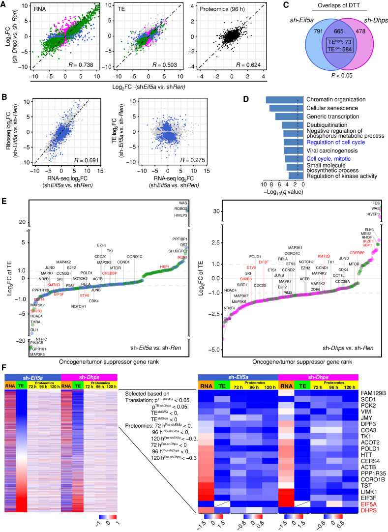 Figure 5. The eIF5AHyp-dependent translational landscape of Eμ-Myc lymphoma. A, Correlation plots showing concordant effects of Eif5A and Dhps knockdown on gene expression (left, R = 0.738), translation efficiency (middle, TE, R = 0.503), and steady-state protein levels (right, R = 0.624) in sh-Eif5a- and sh-Dhps- vs. sh-Ren-expressing Eμ-Myc lymphoma cells. Correlations are displayed as scatterplots where green, blue, and pink colors indicate significance for both sh-Eif5a- and sh-Dhps (green), for only sh-Eif5a (blue), or for only sh-Dhps (pink); gray, not significant. Black denotes proteomic samples at the 96 hours time point. q < 0.05 was used to determine the significance for RNA-seq and P < 0.05 was used for TE data sets. B, Scatter plots showing correlation among log2 fold changes in RNA-seq, Ribo-seq, and TE analyses following eIF5A depletion. Blue indicates differentially translated transcripts (DTT, P < 0.05); gray indicates nonsignificant transcripts. C, Venn diagram of DTTs in sh-Eif5a- (blue) or sh-Dhps- (pink) knockdown Eμ-Myc lymphoma cells (P < 0.05; 657 concordantly shared transcripts, TElow: 584 and TEhigh: 73). D, Metascape enrichment analysis of the 584 TElow genes showing the top 10 categories. The dotted line shows q = 0.05. E, A ranked list of log2-fold change of TE for 244 and 204 differentially translated oncogenes (circles) and tumor suppressors (triangles) in eIF5A- (left) or DHPS- (right) depleted cells. Dot colors indicate significance for both sh-Eif5a and sh-Dhps (green), for only sh-Eif5a (blue), or for only sh-Dhps (pink). Names of select oncogenes are in black; tumor suppressors are in red. F, Identification of shared TElow transcripts having reduced levels of their corresponding proteins following Eif5a or Dhps knockdown in Eμ-Myc lymphoma. Left, heat maps of all transcripts sorted based on low to high TE-log2 fold changes (green columns 2 and 7). Orange column (columns 1 and 6) indicates RNA-seq log2 fold changes of these transcripts (72 hours). Yellow columns indicate the time course of TMT proteomic analyses (72, 96, and 120 hours). Right, among the shared significant TElow transcripts (P < 0.05), a time-course analysis of concordantly reduced encoded proteins in both sh-Eif5a and sh-Dhps cells.