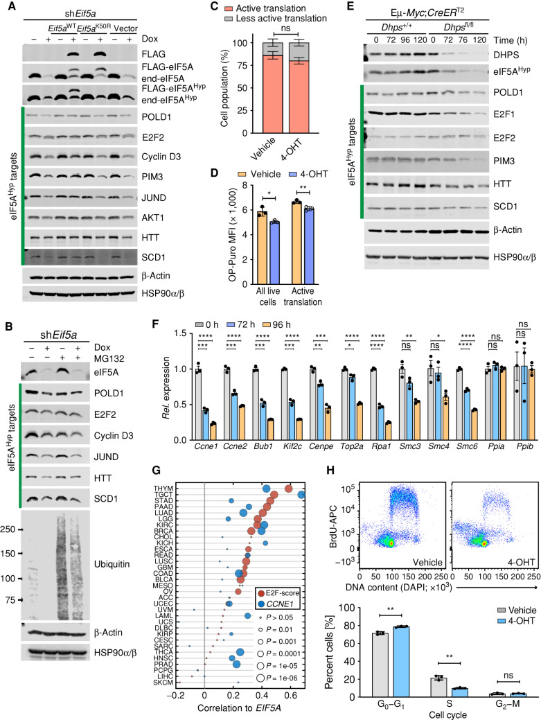 Figure 6. eIF5AHyp controls translation of regulators of cell-cycle progression and DNA replication in lymphoma. A, Immunoblot analyses of the indicated proteins in Eμ-Myc;Rosa26-rtTA lymphoma cells inducibly expressing only sh-Eif5a or sh-Eif5a plus either Eif5aWT or Eif5aK50R, or the vector alone, following Dox treatment for 84 hours. Although β-Actin was identified as a TElow gene following eIF5A or DHPS knockdown, the levels of β-Actin are unaffected by immunoblot analysis. HSP90α/β served as a second control. B, Immunoblot analyses of the indicated eIF5AHyp target proteins in Eμ-Myc;Rosa26-rtTA2 cells expressing sh-Eif5a with or without treatment with the proteasome inhibitor MG132 (10 μmol/L for 4 hours). C, Nascent polypeptide synthesis evaluated by OP-puro incorporation showing cell population (%) undergoing active translation in Eμ-Myc;CreERT2;Dhpsfl/fl cells treated with 4-OHT (72 hours; n = 3). D, MFI showing OP-puro incorporation in actively translating Eμ-Myc;CreERT2;Dhpsfl/fl cells (n = 3). E, Time-course immunoblot analyses of the indicated proteins in Eμ-Myc;CreERT2;Dhpsfl/fl lymphoma before and following deletion of Dhps. F, Relative mRNA expression of E2F target genes at the indicated time points following Dhps deletion in Eμ-Myc;CreERT2;Dhpsfl/fl cells, as analyzed by qRT-PCR (n = 3). Housekeeping genes Ppia and Ppib served as controls. G, Correlation between EIF5A and HALLMARK E2F target gene sets (MsigDB, red circles) and CCNE1 expression (blue circles) across TCGA data sets. E2F score is the PC1 from a principal component analysis. H, BrdU incorporation assays showing effects of Dhps loss on DNA synthesis in Eμ-Myc;Cre-ERT2;Dhpsfl/fl lymphoma treated with 4-OHT (72 hours; top) and quantification of cells at different cell-cycle phases (bottom; n = 3). Levels of significance determined by unpaired t tests in C, D, F, and H are indicated as follows: ns, not significant; *, P < 0.05; **, P < 0.01; ***, P < 0.001; ****, P < 0.0001. Error bar indicates mean ± SD.