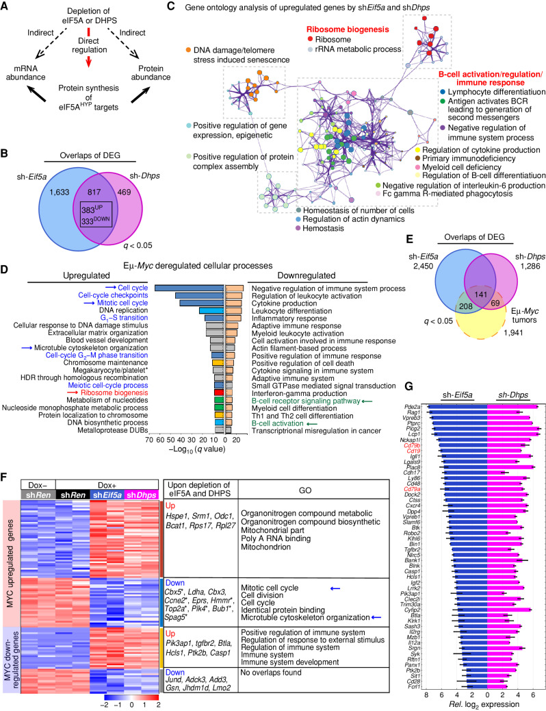 Figure 4. The hypusine circuit controls select transcriptional networks manifest in MYC-driven lymphoma. A, Schematic of possible direct or indirect effects provoked by silencing Eif5A or Dhps. B, Venn diagram of differentially expressed genes (DEG) in Eμ-Myc lymphoma cells following depletion of eIF5A (blue) or DHPS (pink; q < 0.05). C, Network enrichment analysis by Metascape (39) of the shared 383 genes significantly upregulated following depletion of eIF5A or DHPS in Eμ-Myc lymphoma cells. Each cluster is represented by different colors, and a circle node represents each enriched functional term. D, Metascape enrichment analysis of significantly up- and downregulated genes in B220+ splenic Eμ-Myc lymphoma cells versus WT B220+ splenic B cells (40). Cell-cycle regulation, ribosome biogenesis, and B-cell signaling/activation pathways are indicated in blue, red, and green, respectively, and the dotted line shows q = 0.05. E, Venn diagram showing overlap of DEGs present in Eμ-Myc lymphoma (dotted yellow line) with DEGs of eIF5A- or DHPS-depleted Eμ-Myc lymphoma cells (blue or pink, respectively, defined by comparing their expression to sh-Ren controls). 141 MYC-deregulated genes were differentially expressed in both eIF5A- and DHPS-depleted Eμ-Myc cells. F, Heat maps showing changes in mRNA levels manifest in MYC-dysregulated genes in Eμ-Myc lymphoma cells that are significantly and commonly altered by eIF5A or DHPS depletion (left), representative genes (middle), and top 5 pathways defined by ontology analysis (right). G, Relative log2 expression of genes of B-cell regulation/activation pathways (e.g., CD19, CD79a, CD79b, shown in red) whose expression is induced following depletion of eIF5A or DHPS. All genes are DEG (q < 0.05).