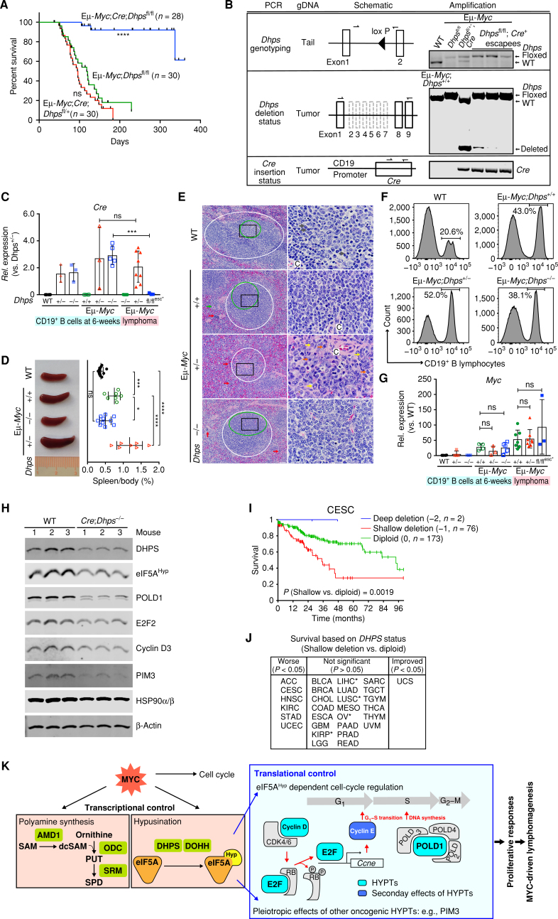 Figure 7. Dhps is essential for the development of MYC-driven lymphoma. A, Kaplan–Meier curves showing survival of Eμ-Myc;CD19-Cre;Dhpsfl/fl, Eμ-Myc;CD19-Cre;Dhpsfl/+, and Eμ-Myc;Dhpsfl/fl mice. B, Dhps deletion and Cre knock-in status, as determined by genomic PCR of the indicated tissues or tumor samples. C, Cre expression in CD19+ B cells from 6-week-old WT, CD19-Cre;Dhpsfl/+ (hereafter Dhps+/−), and CD19-Cre;Dhpsfl/fl (Dhps−/−); and from preneoplastic and malignant Eμ-Myc;CD19-Cre;Dhps cohorts (Eμ-Myc;Dhps+/+, Eμ-Myc;Dhps+/−, and Eμ-Myc;Dhps−/−) and the 3 Cre escapees (fl/flesc*), as determined by qRT-PCR (n ≥ 3 mice). Fold change was calculated relative to Cre levels in Dhps± B cells. D, Left, representative images; right, the weight of spleens (normalized to total body weight) from indicated 6-week-old mice (n > 7 for each cohort). E, Hematoxylin and eosin (H&E) staining of spleens from indicated 7-week-old mice. Periarteriolar lymphoid sheaths (PALS) and germinal centers are shown in white and green circles, respectively. Red, green, yellow, gray, and blue arrows indicate erythroid precursors, megakaryocytes, maturing granulocytic precursors, small lymphocytes, and large lymphocytes, respectively. Central arteriole is indicated as C. Black box in the left panels shows the area magnified in the right panels; scale bars, left and right, 50 μm and 10 μm, respectively. F, Representative CD19+ B-cell profiles of BM-derived lymphocytes of indicated 6-week-old mice. G, Myc expression in CD19+ B lymphocytes from indicated 6-week-old littermates, and from preneoplastic and malignant Eμ-Myc;CD19-Cre;Dhps cohorts (+/+, +/−, and −/−; n ≥ 3). H, Immunoblot analyses of identified eIF5AHyp targets in CD19+ B lymphocytes from CD19-Cre;Dhpsfl/fl and WT littermates (n = 3). I, Kaplan–Meier curves showing survival of cervical squamous cell carcinoma (CESC) based on DHPS copy-number status. J, Overall survival based on DHPS copy number (shallow deletion vs. diploid). TCGA cancer types in the middle panel that are associated with trends toward worse survival are marked as * (P < 0.1). K, Model for roles of eIF5AHyp in MYC-driven lymphoma. The requirement for eIF5AHyp for Eμ-Myc B-cell growth and malignant conversion is associated with MYC-induced hyperactivation of the polyamine–hypusine circuit and eIF5AHyp-dependent translation of targets such as E2F and POLD1 (turquoise boxes). Cyclin E (blue box) is the transcription target of E2F. HYPTs, eIF5AHyp targets; PUT, putrescine; SPD, spermidine; SAM, S-adenosylmethionine; dcSAM, decarboxy SAM. Levels of significance determined by Mantel–Cox log-rank test (A) and (I), unpaired t tests (C), or Dunnett multiple comparison (D) and (G) are indicated as follows: ns, not significant; *, P < 0.05; **, P < 0.01; ***, P < 0.001; ****, P < 0.0001. Error bar indicates mean ± SD.