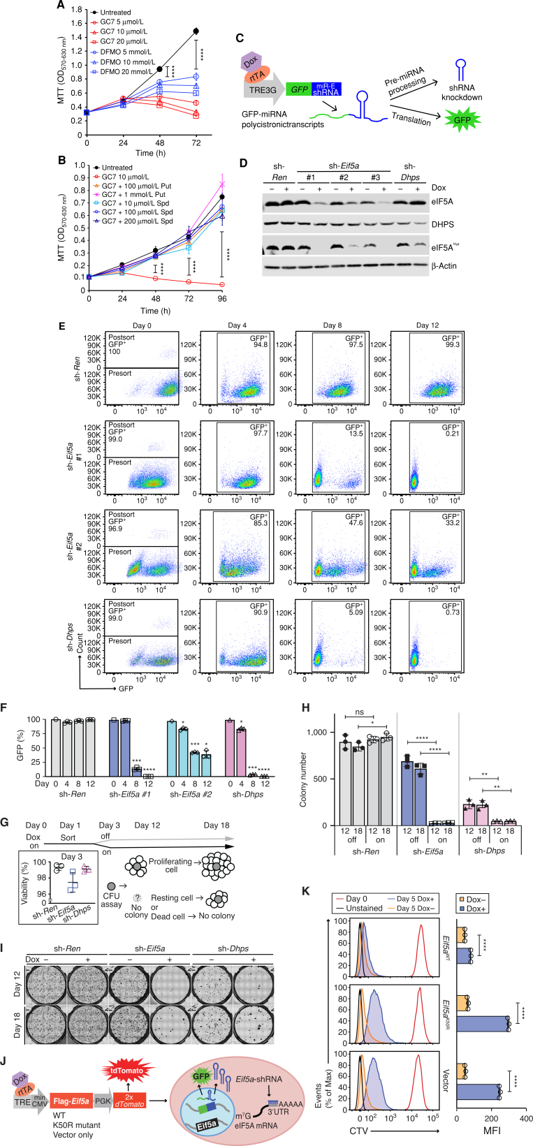 Figure 2. Depletion of eIF5A or DHPS suppresses the growth of human and mouse MYC-driven lymphoma. A and B, MTT assays showing growth inhibition of human Raji BL cells following treatment with GC7 or DFMO (A) and rescue of GC7-induced growth inhibition by addition of putrescine (Put) or spermidine (Spd; n = 4; B). C, Schematic illustrating the miRE shRNA system, which generates GFP-shRNA polycistronic transcripts. D, Immunoblots showing levels of indicated proteins in Eμ-Myc;Rosa26-rtTA cells inducibly expressing sh-Eif5a #1, sh-Eif5a #2, sh-Eif5a #3, sh-Dhps, or sh-Ren. E, Representative FACS profile showing retention of cells expressing indicated GFP-shRNAs following cell sort. F, Quantification of GFP+ cell populations at the indicated intervals based on results in E (n = 3). G–I, Methycellulose colony formation unit (CFU) assays evaluating long-term effects of depletion of eIF5A or DHPS on clonogenic potential. G, Schematic illustrating the experimental design; inset shows the viability of cells at day 3 as evaluated by trypan blue dye exclusion. H and I, Representative photos taken at days 12 and 18 showing colony size and number (H) and quantification of colony numbers (I; n = 3). J, Schematic of experimental design where sh-Eif5a-expressing cells also inducibly express either eIF5AWT or eIF5AK50R or the vector alone. K, Rescue of cell proliferation by induction of eIF5AWT in eIF5A-depleted cells, as determined by flow cytometry of CellTrace Violet (CTV) stained cells, and quantification of mean fluorescence intensity (MFI). Left, representative histograms; right, the quantified data of day 5 Dox+ (GFP+TdTomato+, blue) vs. Dox− cells (orange; n = 3). Levels of significance determined by unpaired t tests are indicated as follows: ns, not significant; *, P < 0.05; **, P < 0.01; ***, P< 0.001; ****, P < 0.0001. Error bar indicates mean ± SD. Max, maximum.