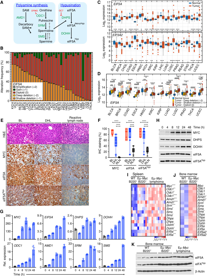 Figure 1. Activation of the polyamine–hypusine circuit is a hallmark of MYC-driven cancers. A, Schematic of the polyamine–hypusine pathway. AMD1, adenosylmethionine decarboxylase-1; dcSAM, decarboxy SAM; DHPS, deoxyhypusine hydroxylase; DOHH, deoxyhypusine hydroxylase; DFMO, difluoromethylornithine; eIF5A, eukaryotic translation initiation factor 5A; GC7, N1-guanyl-1, 7-diamine-heptane; Hyp, hypusine; ODC, ornithine decarboxylase; SAM, S-adenosylmethionine; SMS, spermine synthase; SRM, spermidine synthase. B, Copy-number alterations (CNA) of EIF5A across different cancer types. The abbreviations for the tumor types are provided in Supplementary Fig. S1A. C, EIF5A and EIF5A2 levels in RNA sequencing datasets in 17 cancer types derived from TCGA PanCanAtlas. D, EIF5A transcript levels relative to normal tissue, classified based on EIF5A copy number (TCGA data sets). E, Representative hematoxylin and eosin (H&E) staining and IHC of MYC, eIF5A, and hypusinated eIF5A (eIF5AHyp) proteins in patients with either BL (n = 7) or DHL (n = 18), or reactive lymph node samples (n = 13; Moffitt Cancer Center; scale bar, 50 μm). F, Box plots showing IHC staining (%) of the indicated proteins for each patient (open circle). G, Expression of genes in the polyamine–hypusine circuit following induction of MYC in p493-6 human B-lymphoma cells, as analyzed by qRT-PCR (n = 3, fold change to expression at time 0). H, Immunoblot analyses of MYC, DHPS, DOHH, eIF5A, and eIF5AHyp levels in p493-6 human B-lymphoma cells following MYC induction. I and J, Gene-expression profiling of arrays showing the polyamine-hypusine genes in mouse splenic B220+ B cells from premalignant Eμ-Myc (n = 5) and wild-type (WT; n = 4) mice and Eμ-Myc lymphomas (n = 13) from GSE32239 (I), and bone marrow (BM) of premalignant Eμ-Myc (n = 2) and WT (n = 2) littermate mice from GSE33474 (J). Rows represent different probe sets. K, Representative immunoblots of eIF5A and eIF5AHyp in mouse B220+ B cells isolated from BM of 6-week-old WT mice (n = 5) and premalignant Eμ-Myc mice (n = 4), and in lymphomas isolated from Eμ-Myc mice (n = 5). Levels of significance determined by Mann–Whitney test (B), Dunnett multiple comparison (F) or unpaired t tests (J) are indicated as follows: *, P < 0.05; **, P < 0.01; ***, P < 0.001; ****, P < 0.0001.
