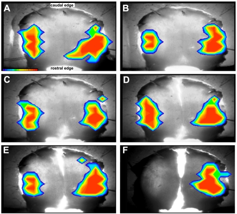 Fig. 8.