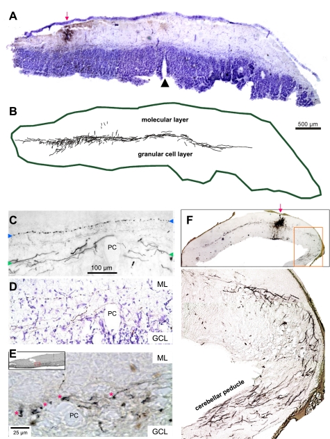 Fig. 10.