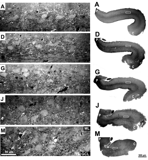 Fig. 12.