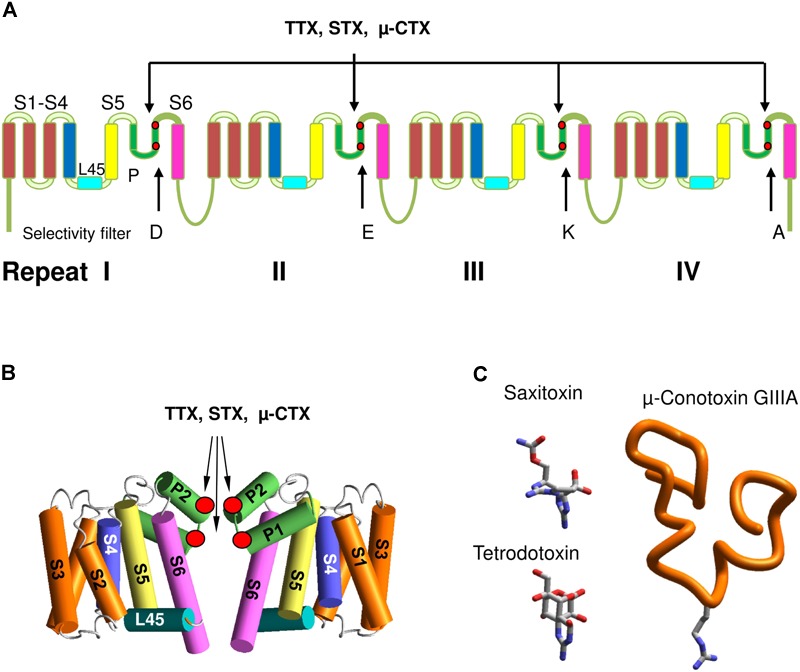 FIGURE 1