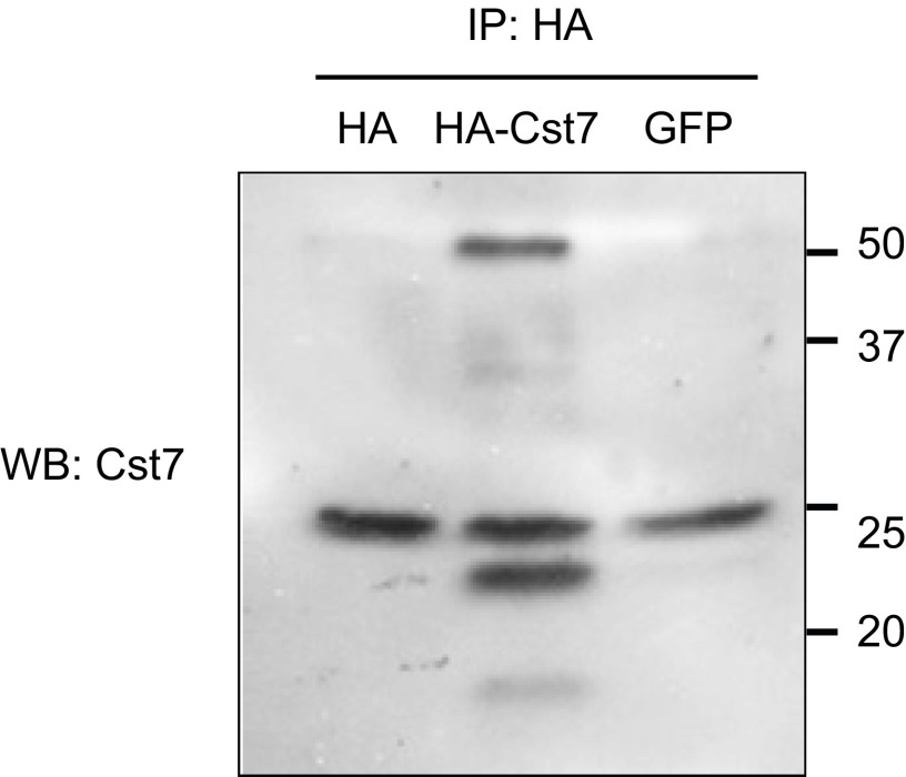 Fig. S7.