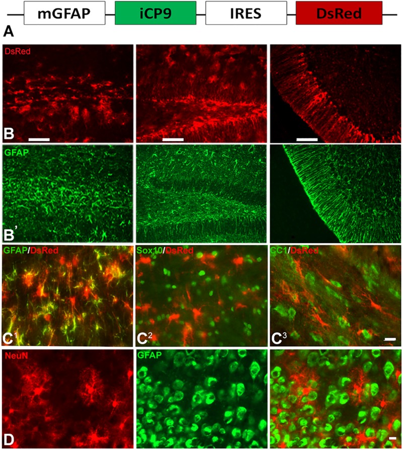 FIGURE 1