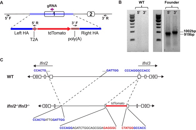 FIG 1