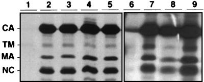 FIG. 3