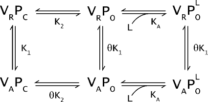 graphic file with name JGP_201010438_Scheme2.jpg