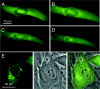 FIG. 4.